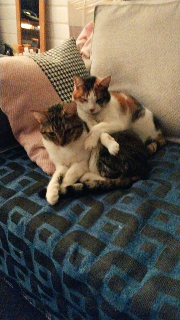 Bearitahae's tweet photo. #Mimascotarata

La pescaita y la dulce se aman, mi gata es la mejor mamá, siempre quiere a sus bebés aunque se porten mal a veces 🐈un día me levanté y las pille en esa pose xdd https://t.co/Sh4KbXB4hh
