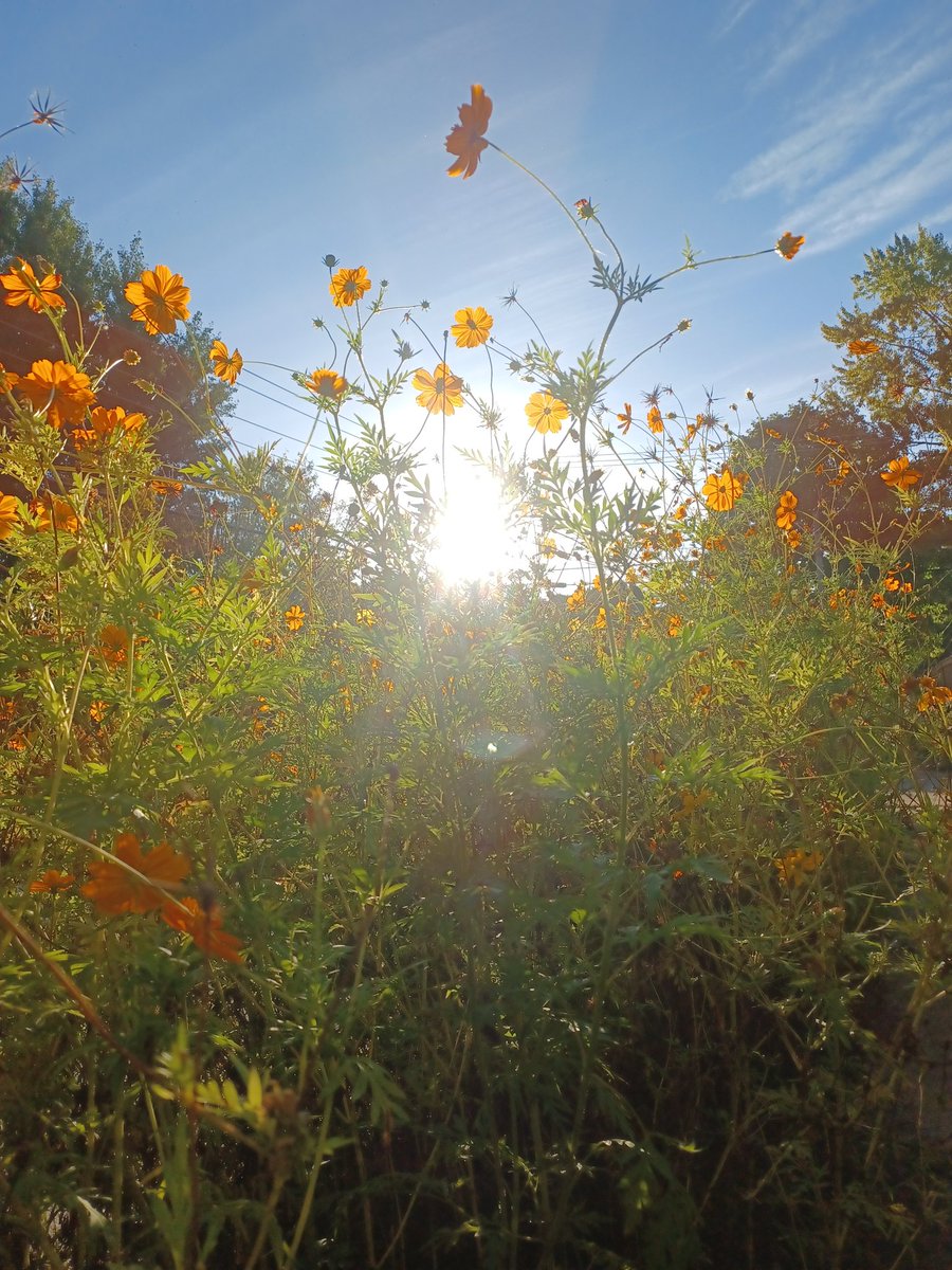 Sarah Kendzior tweet media