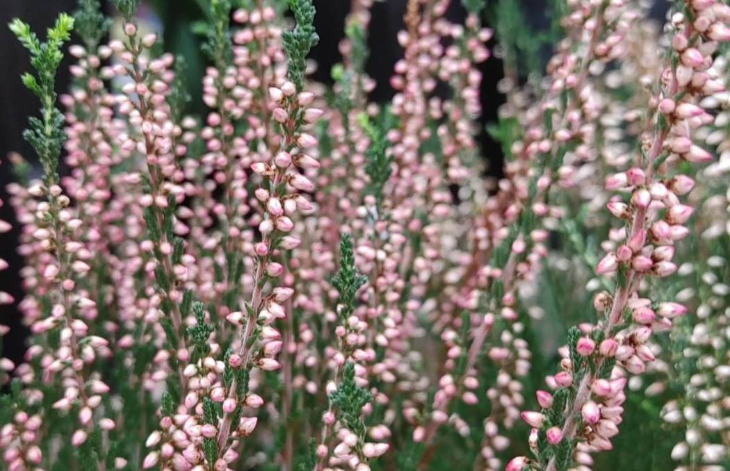 おはようございます🤗

福岡は曇り☁️
昨日から福岡ですが…
寒くて…風邪ひちゃいました💧

頭痛、風邪って💧

昨晩は５年ぶり？🤔
いろんな友人に会えた🙌🎵

久々過ぎて…👀👀👀👀👀
皆…目が止まる❗
固まる‼️

僕の頭部に👀
～✨ツルツル✨

髪の毛がない👀

なんか印象変わった

#61003おは戦🌳s7