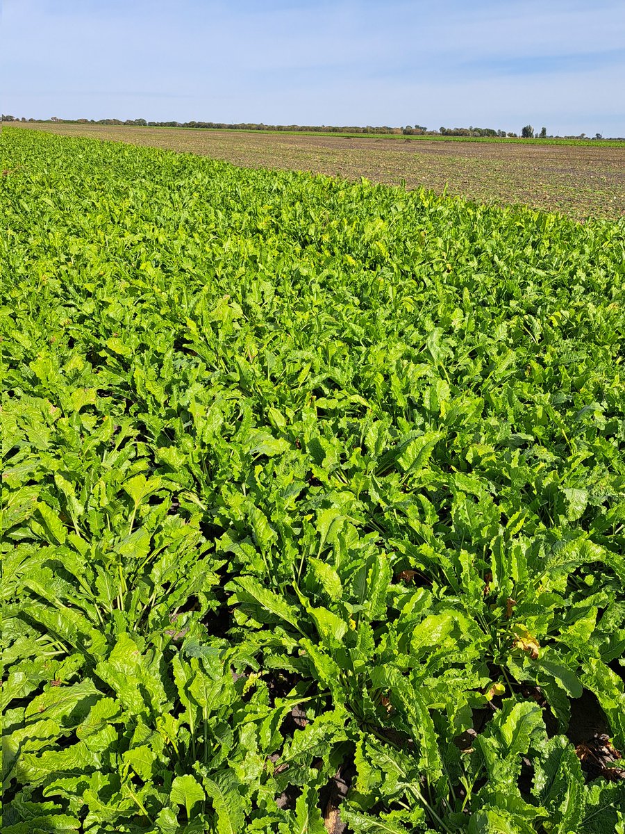 J_Boers6's tweet photo. Always fun to get in the field and learn a little bit about our products.  This trial featured 3 commercial varieties and 5 experimental varieties that we hope make approval in 2025 and 2026 for Minn-Dak Farmers Co-op.  Happy Harvest to everyone! @beet_ach #harvest2024 https://t.co/8swtfRv326