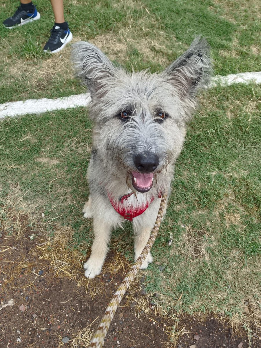 Un día más sin que Princess tenga un hogar  😭😔
Es bien linda, super tranquila y cariñosa 🙏🏽 solo necesita una oportunidad 🙏🏽🙏🏽🙏🏽
#rt #AdopciónResponsable #adoptaAlQueNadieAdopta
Wats 5548724347