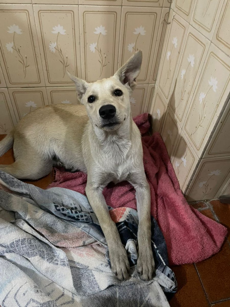 PerroUsuario's tweet photo. Por favor ayudemos a difundir. Es bella RP @sofysRM: Alguien q quiera en adopción a esta perrita, mi hija la encontró en la calle llorando y se les vino detrás, ella no tuvo corazón para dejarla y se la llevó a casa, pero no puede tener otra. En La Candelaria,Caracas
Ayuda porfa https://t.co/Ea0OEQsGsu