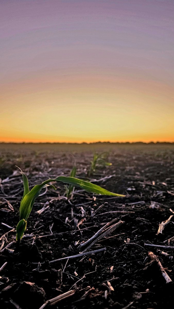 Siembra de #maíz🌽 temprano finalizada por Entre Ríos.

 🥁 Lotes desde VE a V4
• Año #frío❄️
• Seleccionamos #híbridos 🧬
• FS #temprana (según zona)🚜
• Sumamos herramientas foliares para el #manejo 🦟💧⚗️

El planteo está hecho, veremos si logramos manejar a #dalbulus 🎬🔛
