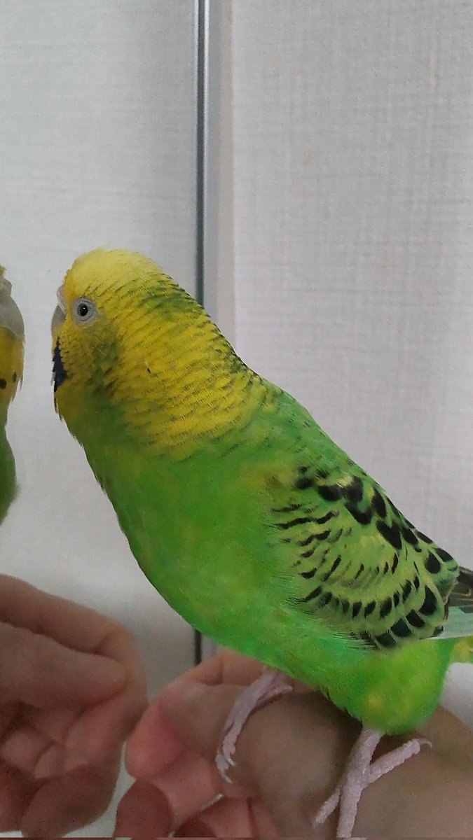 おはようございます。パク田ちゃんのエサ係です。お嬢は2個目の卵を産みましたが元気にしております。一方私は休みの日の夜になると気分が憂鬱になり移動中も足取り重い…完全に仕事行きたくない病です。これはずいぶん前のお嬢です。#セキセイインコ　#仕事行きたくない