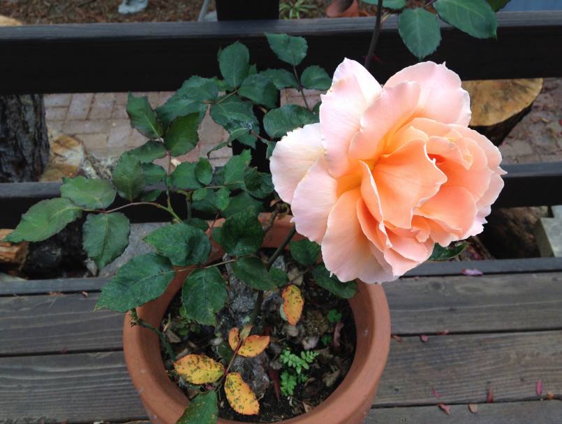 ZArteest1010's tweet photo. A rose to cheer your evening,
cinnamon one from Ruth's porch https://t.co/E6GfeGTtmL
