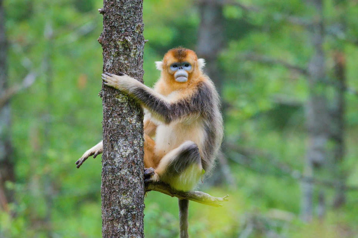 Cyril C. Grueter (@ccgrueter) on Twitter photo Applications for PhD scholarships for domestic candidates at the University of Western Australia close 31 October 2024. If you're interested in working on primate behavioural ecology, drop me a line.
uwa.qualtrics.com/jfe/form/SV_83…
@AusHumanBiology <a href="/AustEvolSoc/">Australasian Evolution Society</a> <a href="/AnimBehav/">Animal Behaviour - Australasia</a> <a href="/BiolSci_UWA/">School of Biological Sciences, UWA</a> Applications for PhD scholarships for domestic candidates at the University of Western Australia close 31 October 2024. If you're interested in working on primate behavioural ecology, drop me a line.
uwa.qualtrics.com/jfe/form/SV_83…
@AusHumanBiology <a href="/AustEvolSoc/">Australasian Evolution Society</a> <a href="/AnimBehav/">Animal Behaviour - Australasia</a> <a href="/BiolSci_UWA/">School of Biological Sciences, UWA</a>