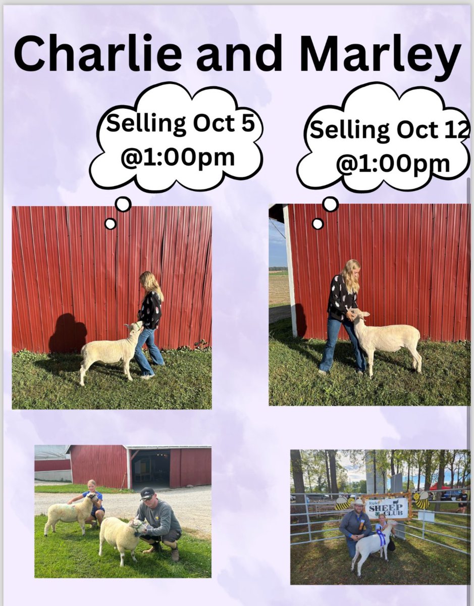 Hailey is selling 2 market lambs over the next 2 weekends. If you are an individual or business looking to support youth in agriculture please consider attending. #futurefarmer #4HisMe 
Message if any questions