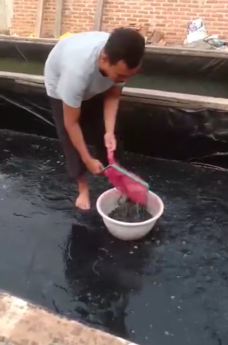 Fridudin tweet media