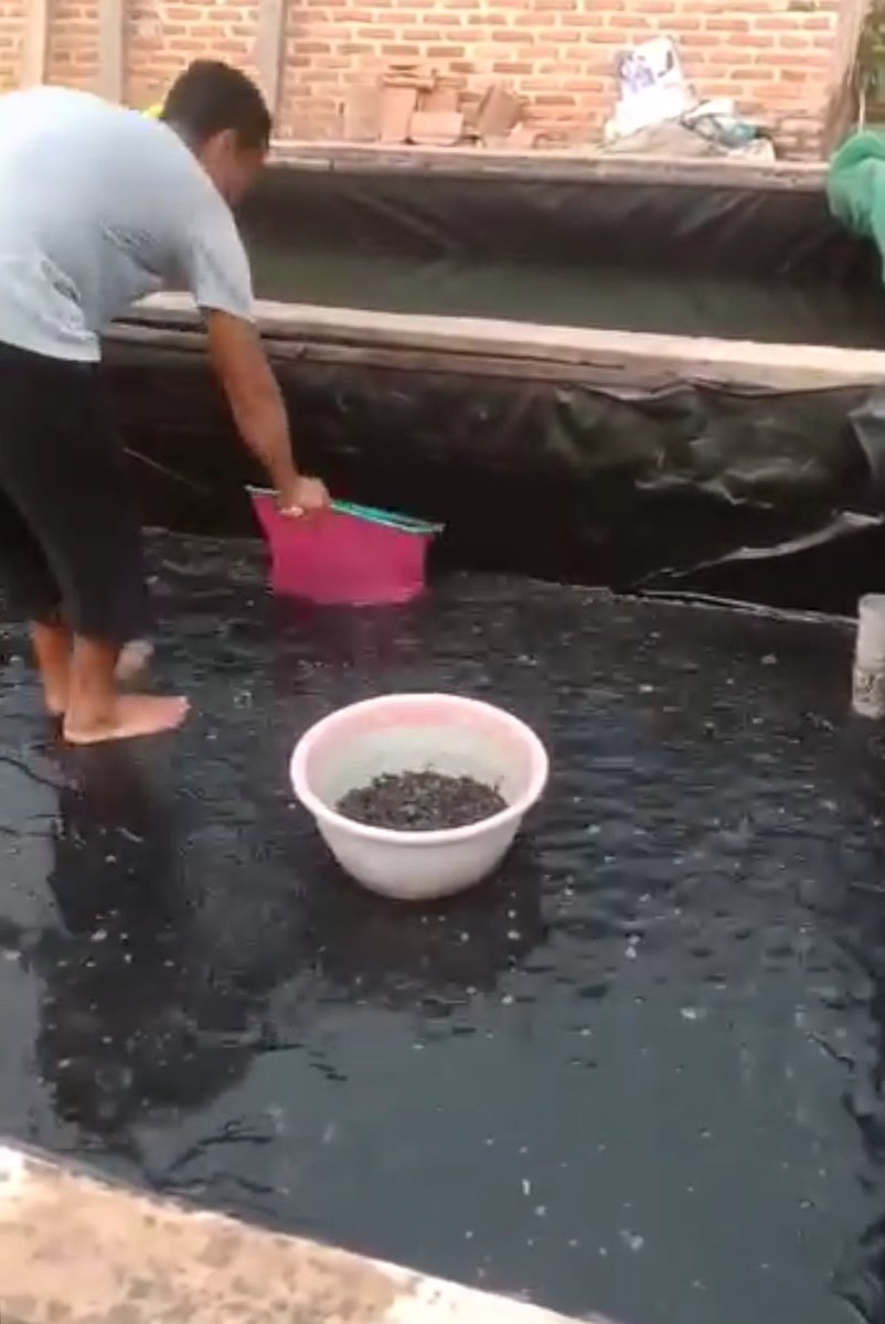 Fridudin tweet media