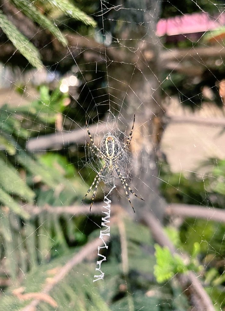 flos_aquae's tweet photo. @Arachno_Cosas Hola, me encontré a esta hermosura en mi camino. Me puedes contar algo sobre su telaraña? Parece que bordó unas letras! https://t.co/guzhMdKSmT