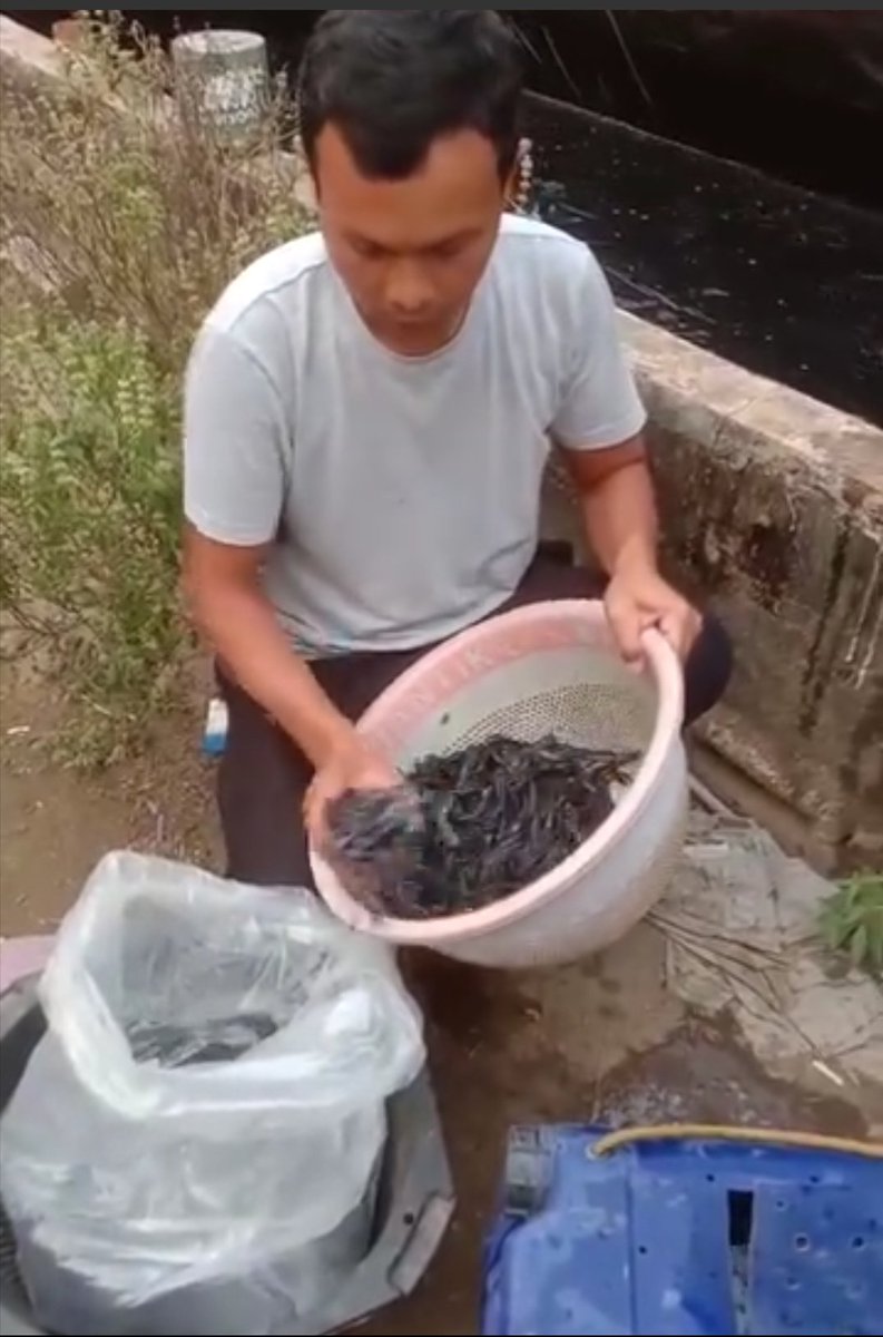 Fridudin tweet media