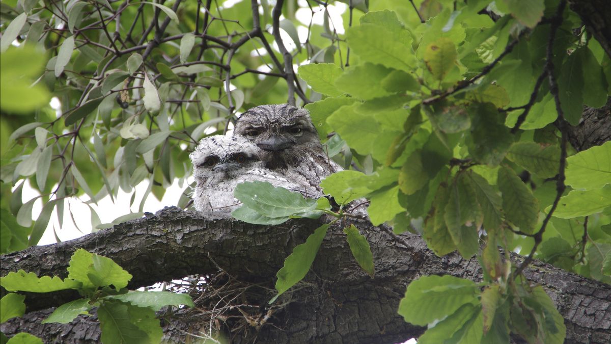 bayfonw's tweet photo. Newsletter - frogs, birds, bats and the Green Link - https://t.co/LykjZUsPuP https://t.co/gP7o2eaXJM