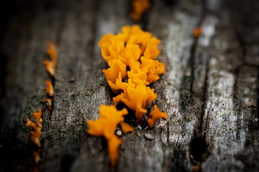 Some shots from Fish Point, Pelee Island.
September 30th, 2024
#peleeisland #monarchbutterfly #migration #autumn #fall