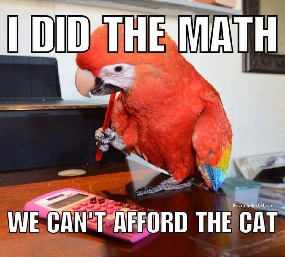 RealParrotLady's tweet photo. https://t.co/nDLcnbbL2t