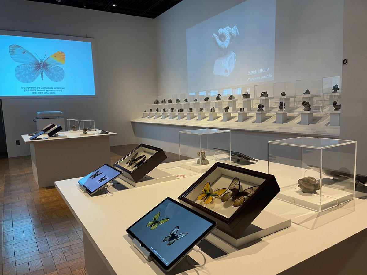 本郷本館の特別展示『異形の美学 －菱川法之博士 究極のチョウ