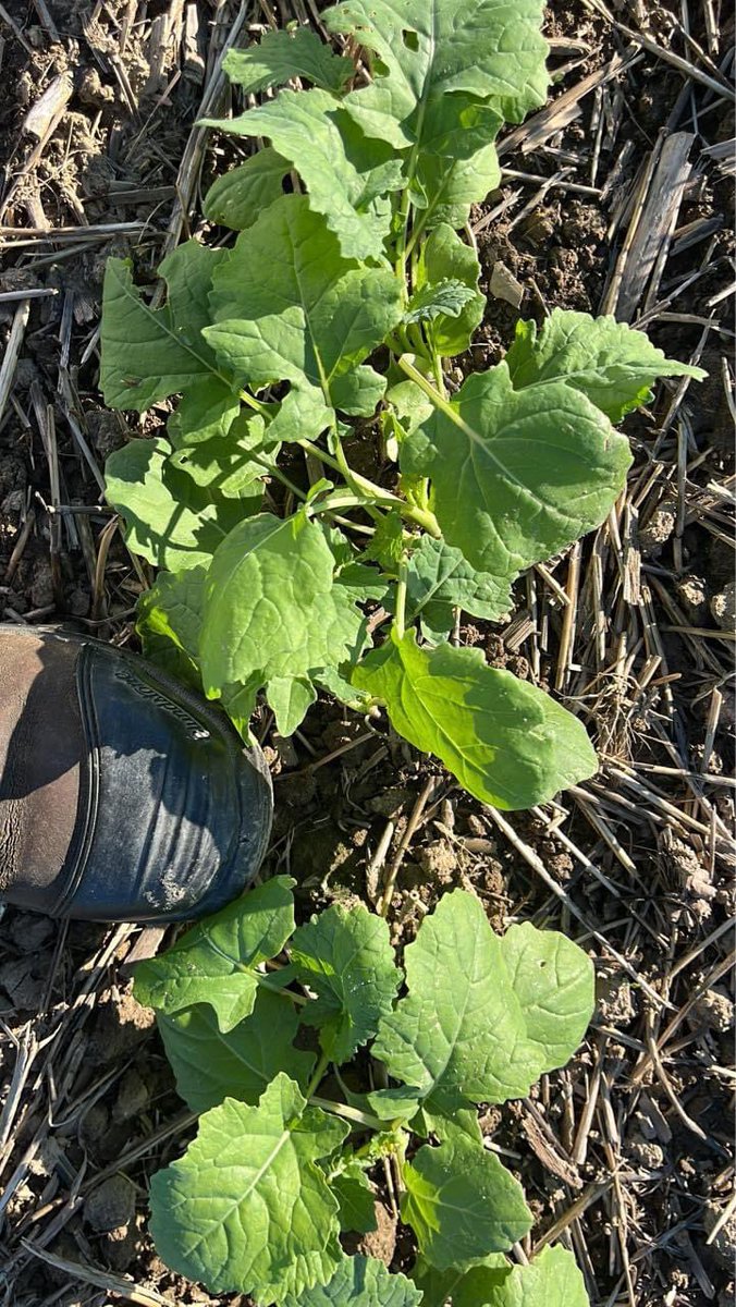 Canola is growing nicely.  #wintercanola #ontag