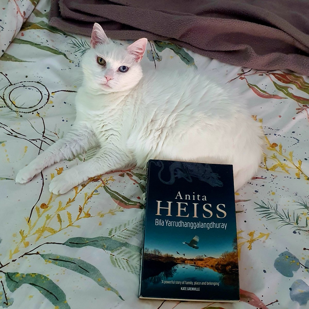 BilaYarrudhanggalangdhuray (River of Dreams) by @anitaheiss is a sweeping historical fiction novel told from the Wiradyuri perspective. It’s a powerful story about loss, place, and the importance of miyagan (family).
wp.me/p5k577-1o9
#booktwt #amreading