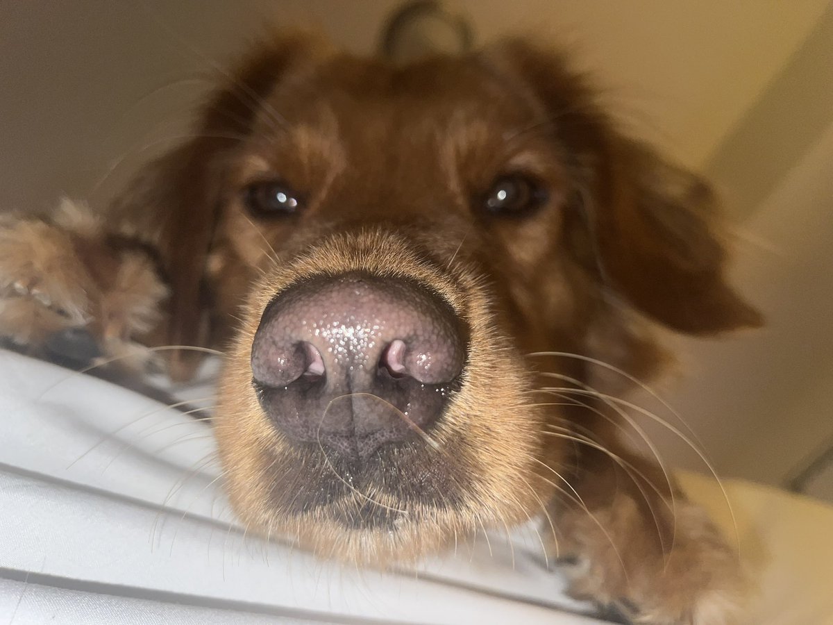 Split Apparel LLC tweet media