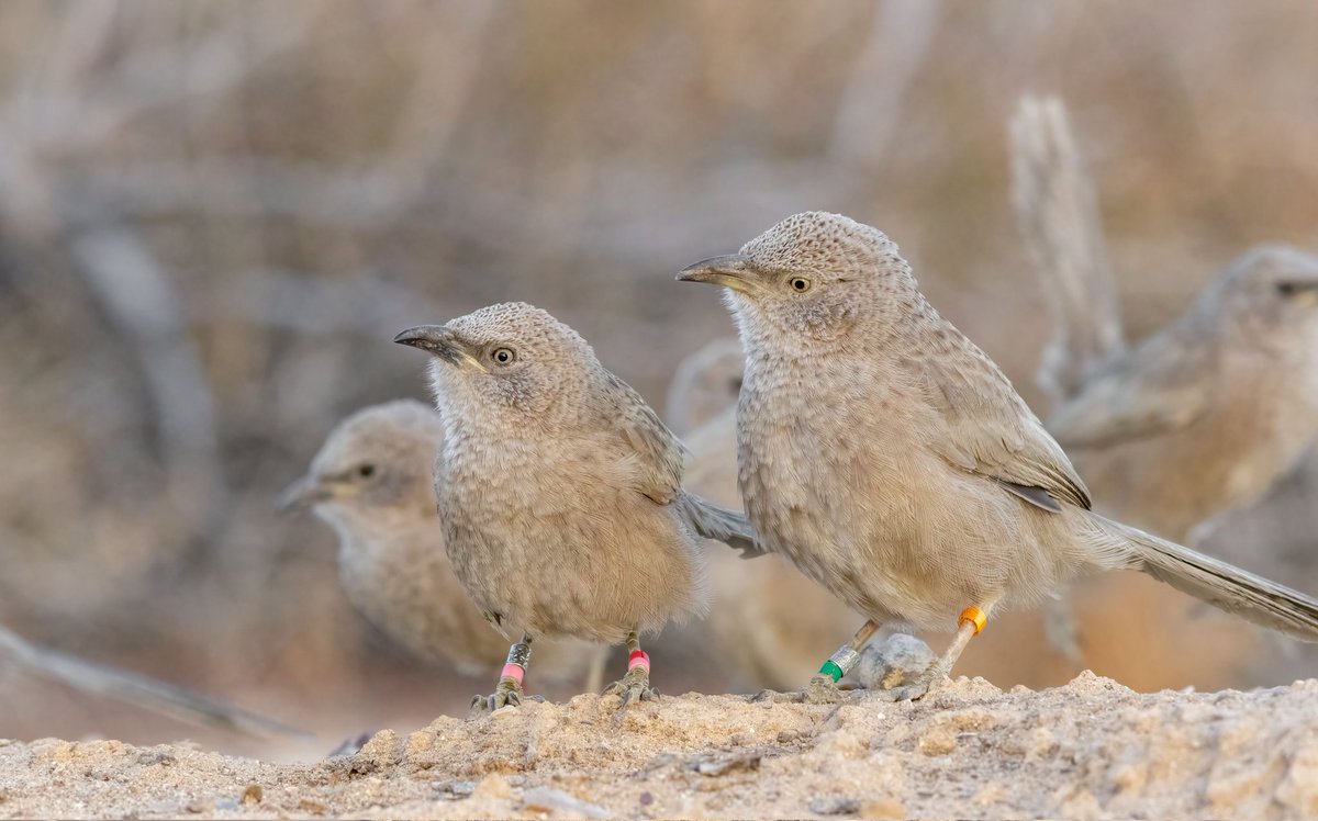 AlejandroAlaman's tweet photo. A quick reminder that tomorrow (Friday 4th) I will be talking in the last morning session of #ISBE2024 (9.00 hospitality suite 6) about how habitat modification influences the lifetime fitness of Arabian babbler, a social and cooperatively breeding bird. https://t.co/rR7A1psfvF