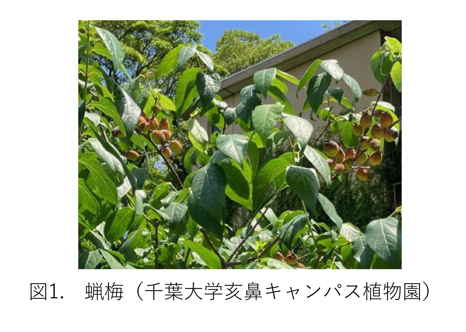 天然物創薬化学研究室(Ishikawa Group, Chiba Univ