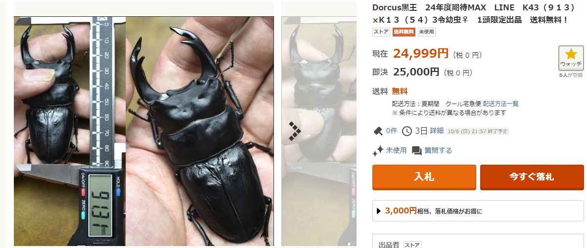 Dorcus黒王マツノ久留米　黒王人気のK19-88.1直子♂８５．５ｍｍ×♀５５ｍｍ（同腹）新成虫Pr　重量感ある極上個体です。 Dorcus黒王マツノ久留米 黒王人気のK19-88.1直子♂８５．５ｍｍ×