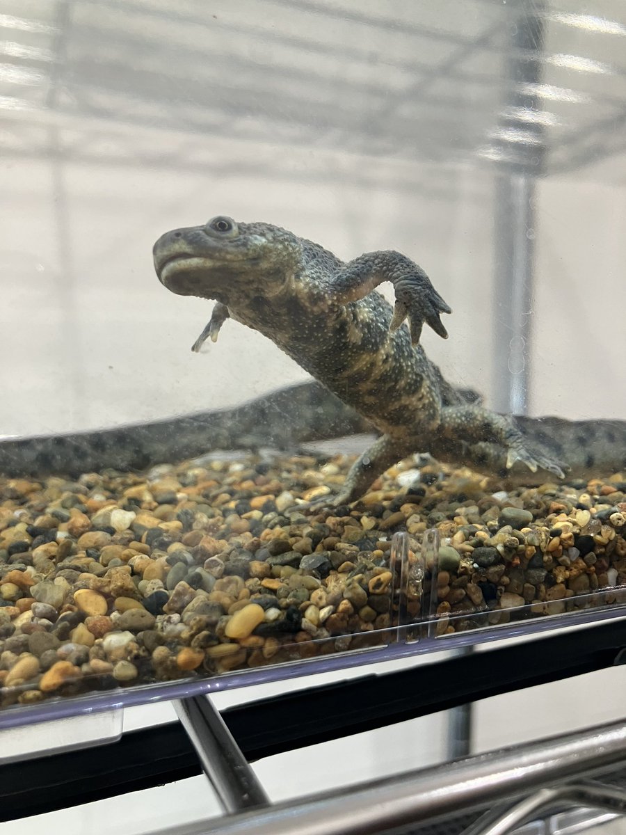 Arium_Yokohama's tweet photo. 本日定休日です!
明日は17:00〜20:00営業予定です是非お気軽にお立ち寄り下さい!
画像は、変なポーズで一時停止したイベリアトゲイモリです。
Arium
横浜市神奈川区六角橋1丁目8ー9
#Arium #両生類 #両生類販売 #イモリ #イベリアトゲイモリ https://t.co/UeljD1hSis