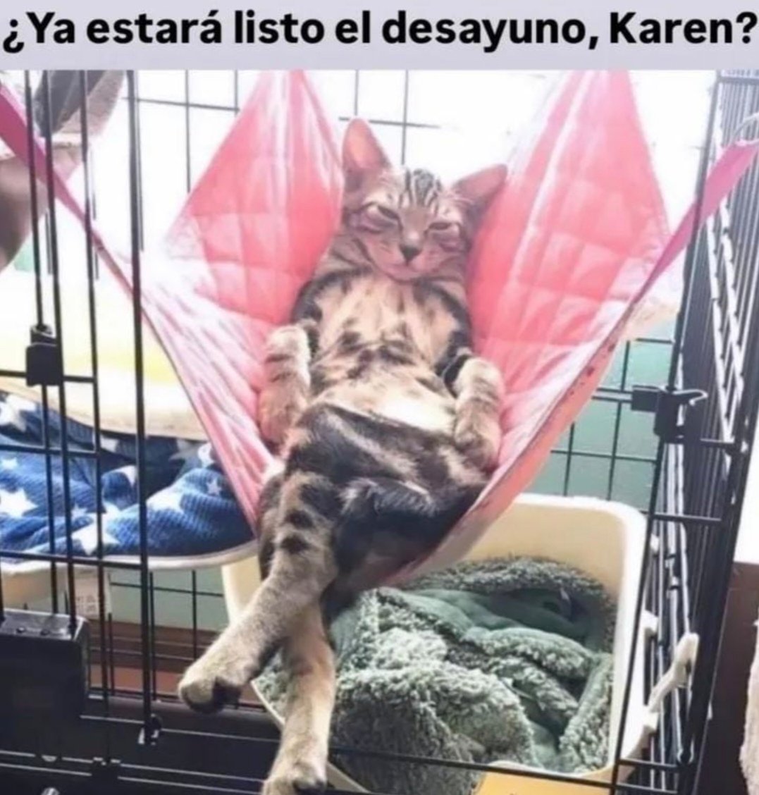 boladepelosof's tweet photo. 🙌 Su majestad el Michi 🙌

#boladepelos #michimeme #CatsOfX #gato #gatos #gatitos #gatosfelices #catslovers #mascota #mascotas #mascotasfelices #felinos #felinoslindos https://t.co/fdlVF78dV8
