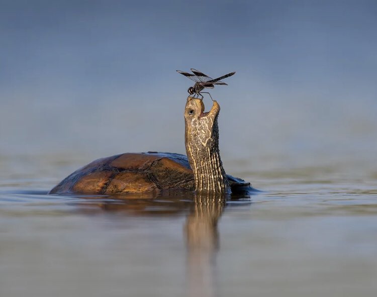 Pasca Pilpres dan pikada Jika tdk melakukan pembenahan internal dan kemampuan menjalin lobi2 tkt atas dng akurasi tinggi , mk akan ada beberapa partai bawah yg berguguran ditengah jalan 

Disini kita lihat betapa sulit mempertahan kan sebuah bentuk real dari perwujudan ideologi