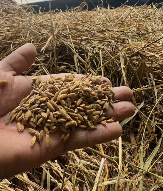 Anson Mills tweet media