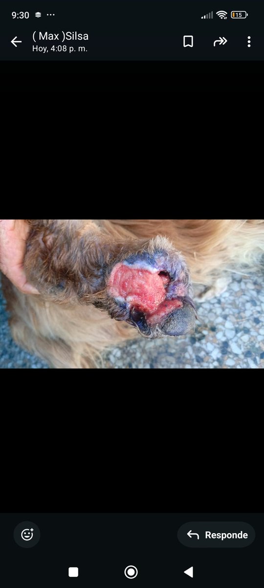 Ayuda para buscar este perrito que está en san Martin 35$ también para su tratamiento quien lo apoya para poder traerlo.
Zelle refugiomigemas@gmail.com 
Paypal refugiomigema2@gmail.com 
Pagomovil 10334727/04142867375 Venezuela o BNC muchas gracias.