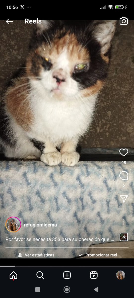 Por favor falta 35$  cancelar  esterilización fue la gata que atropellaron con fractura  cráneo  mandíbula quien nos apoya pueden pagar a la  Dra.
Zelle refugiomigemas@gmail.com 
Paypal refugiomigema2@gmail.com 
Pagomovil 10334727/04142867375 Venezuela o bnc gracias