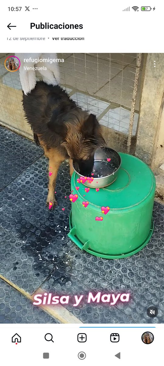 Buenas noches 
Nos falta 10$ para su esterilización por favor pueden pagar directamente en la Dra
Zelle refugiomigemas@gmail.com 
Paypal refugiomigema2@gmail.com 
Pago móvil 10334727/04142867375 Venezuela o bnc por favor ayudenla
Gracias