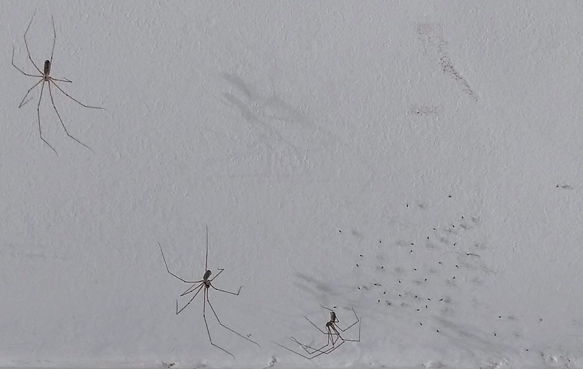 Mr <a href="/ItsChatterbox/">Chatterbox</a> , I followed your advise and left the spiders in my house alone, to do their job and take care of little bugs invading my house. Question, what do I do now with all these spiders invading my house?