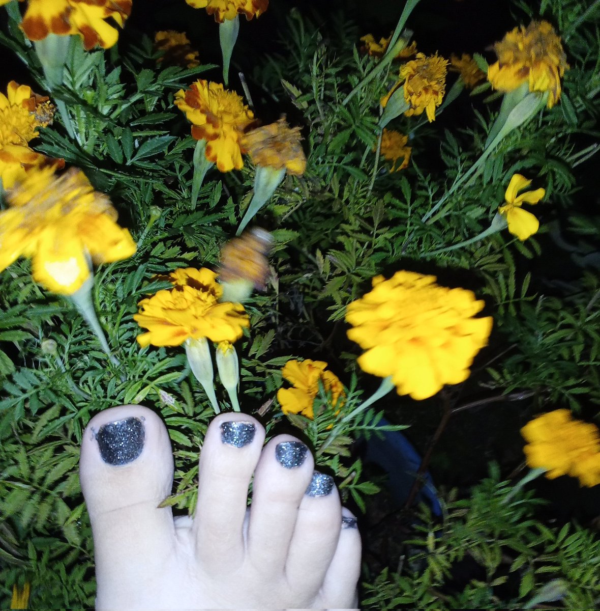 SouthernArches's tweet photo. Marigolds + night + my toes= 🥰

#marigolds #plantfeet #feet #night #october #feetfinder #footfetish #footlover #toes #toeslover https://t.co/ODOAOIxA4b