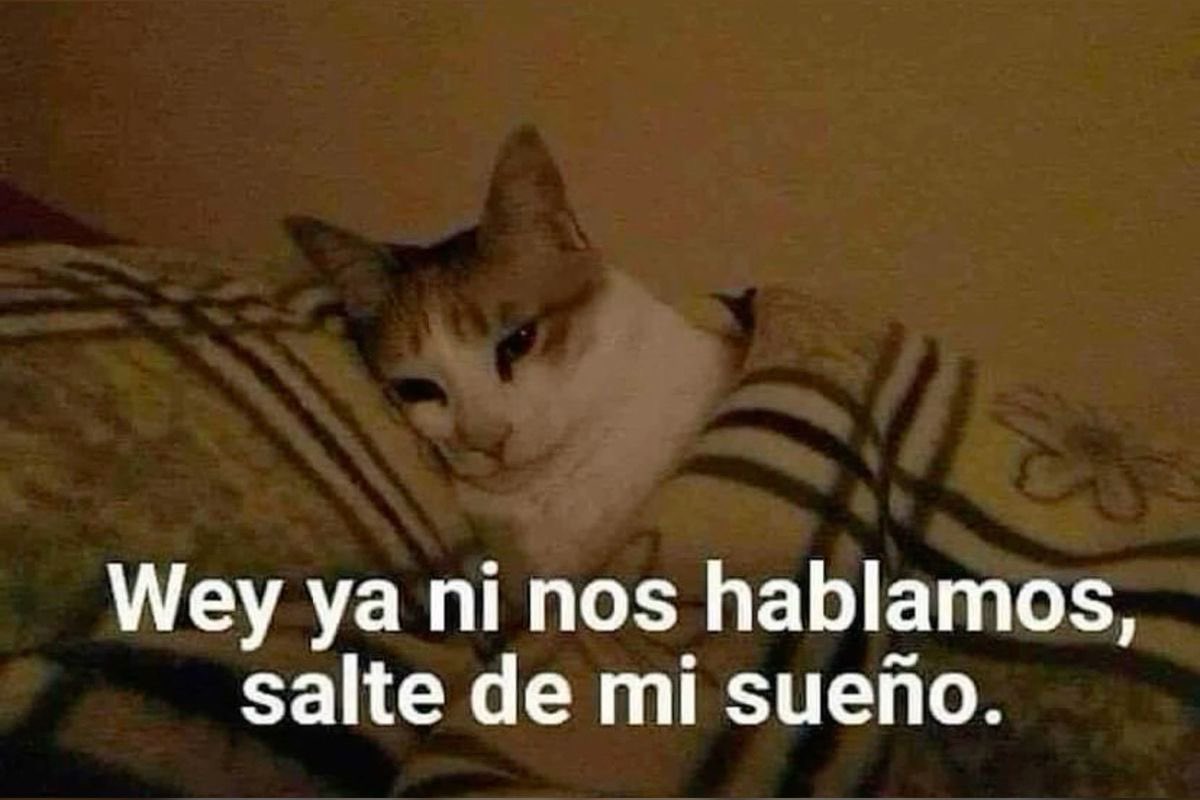 Gatitos Que Curan Tu Depresion (@gatitodepresion) on Twitter photo 