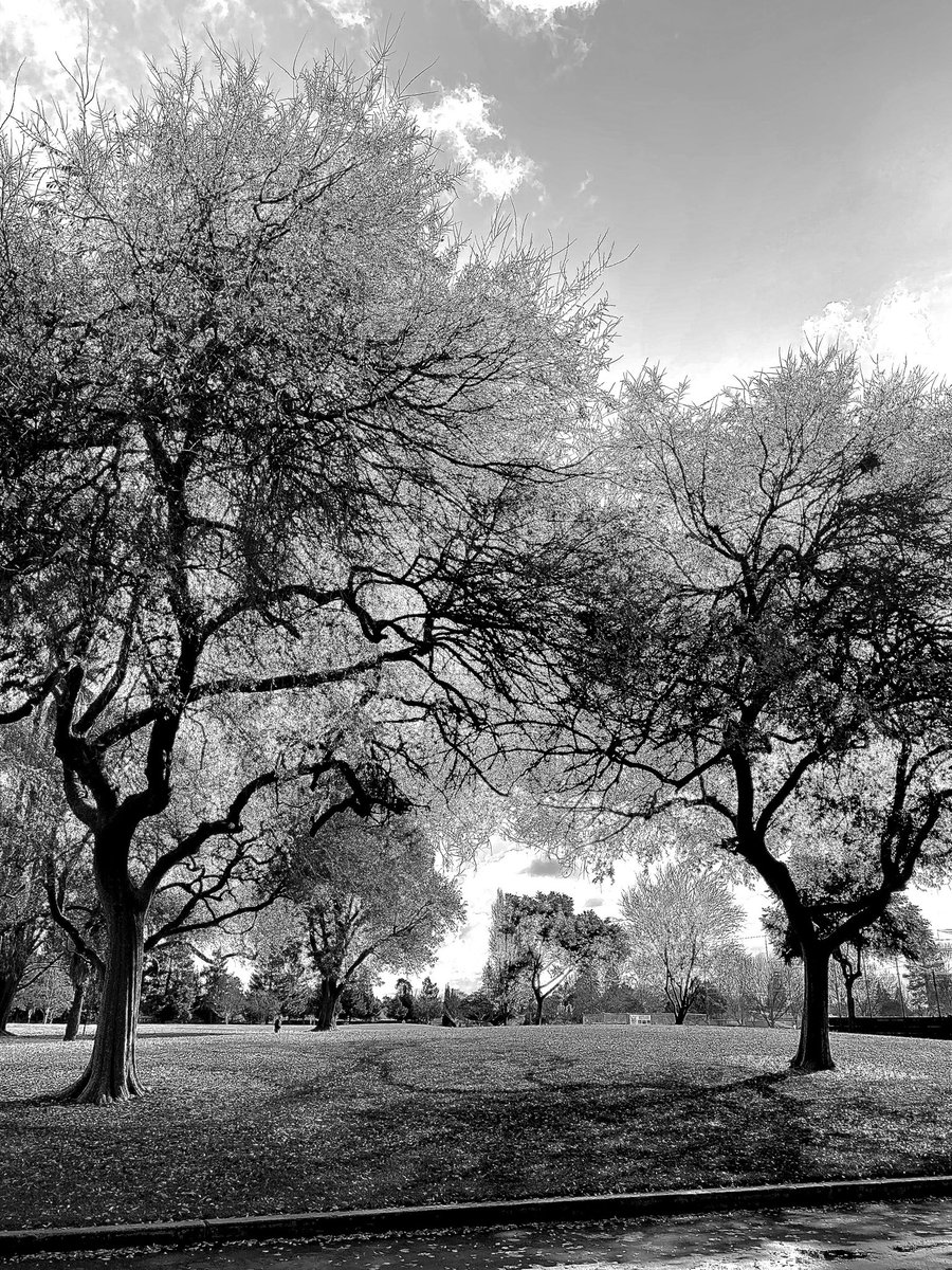 HarriganCath's tweet photo. @GSwinbourne #TreesOfTwitter #ThePhotoHour #BNWPhotography https://t.co/VU73UA8IXc