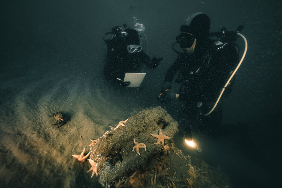 Drassm_Culture's tweet photo. | FOUILLES SOUS-MARINES | 🤿
La campagne archéologique, menée par 𝐀𝐫𝐤𝐚𝐞𝐨𝐬, en partenariat avec le #Drassm et le 𝐃𝐮𝐧𝐤𝐞𝐫𝐪𝐮𝐞 𝐏𝐥𝐨𝐧𝐠𝐞́𝐞-𝐂𝐩𝐞𝐬𝐦𝐝𝐞, s’est terminée le 25 septembre 2024. Cette campagne a été financée par la #communautéurbainededunkerque. https://t.co/vLp4VOPWfw
