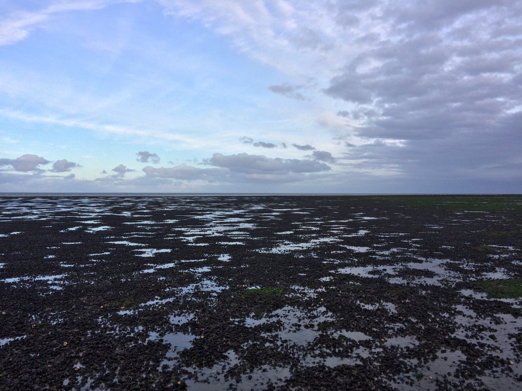 Vacature reminder!: We zoeken bij Altenburg &amp; Wymenga een ervaren en zelfstandige mariene ecoloog. Ben jij geïnteresseerd? Stuur ons dan een motivatiebrief en CV vóór 14 oktober 2024. 
Voor meer info: altwym.nl/over-ons/vacat…
#vacature #mariene #ecoloog
