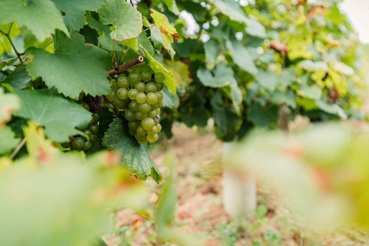 MORVAN LA POSSIBILITÉ D'UNE VIGNE

Lire l'article ➡️ koikispass.com/?p=116878

#initiative #producteurs #productionlocale #vigne #morvan