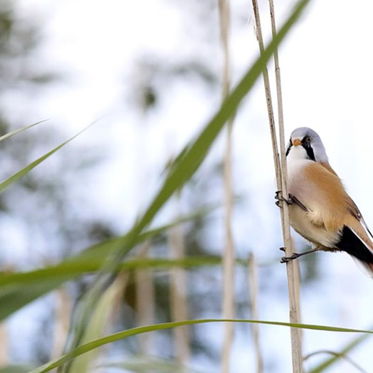 CAMP Radio tweet media