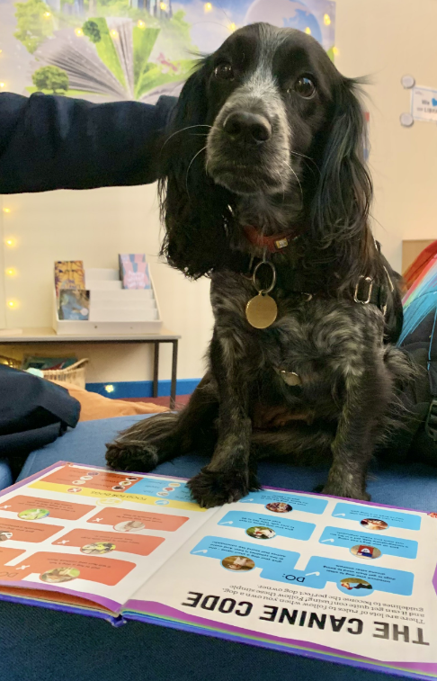 GosEastMiddle's tweet photo. Cassie joined us for Cosy Reading Club this morning 🐶 She mostly lay on her back hinting for strokes but we enjoyed her company nonetheless #readingdog https://t.co/BzFMtDSOe1