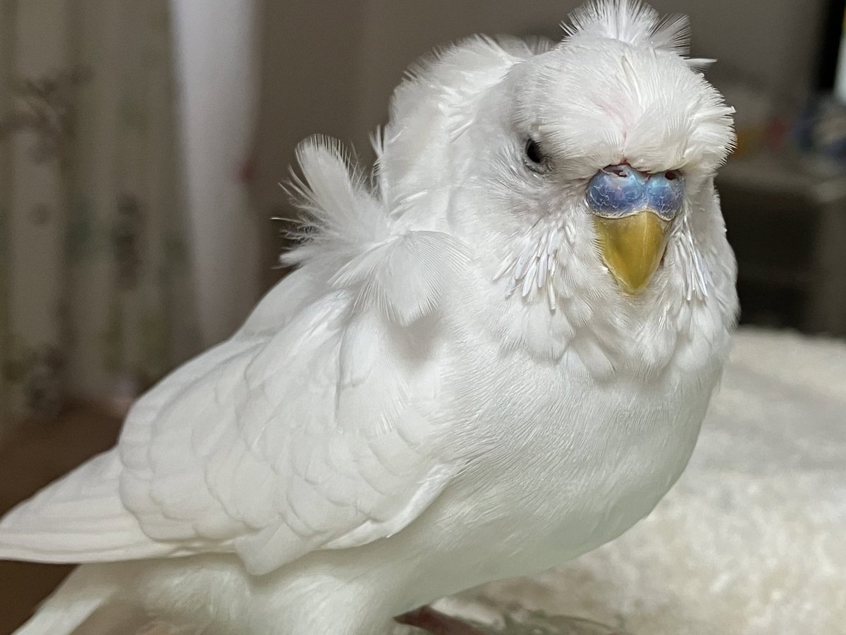 001Cockatiels's tweet photo. #目力の強い鳥選手権 https://t.co/kiWA7W8hYn