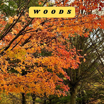 Lonely Oak radio (@lonelyoakradio) on Twitter photo On Thursday, Oct 3 at 3:14 AM, and at 3:14 PM (Pacific Time) we play 'Woman in Love' by Woods <a href="/WoodsToronto235/">WoodsToronto235</a> listen at Lonelyoakradio.com #OpenVault Collection show On Thursday, Oct 3 at 3:14 AM, and at 3:14 PM (Pacific Time) we play 'Woman in Love' by Woods <a href="/WoodsToronto235/">WoodsToronto235</a> listen at Lonelyoakradio.com #OpenVault Collection show