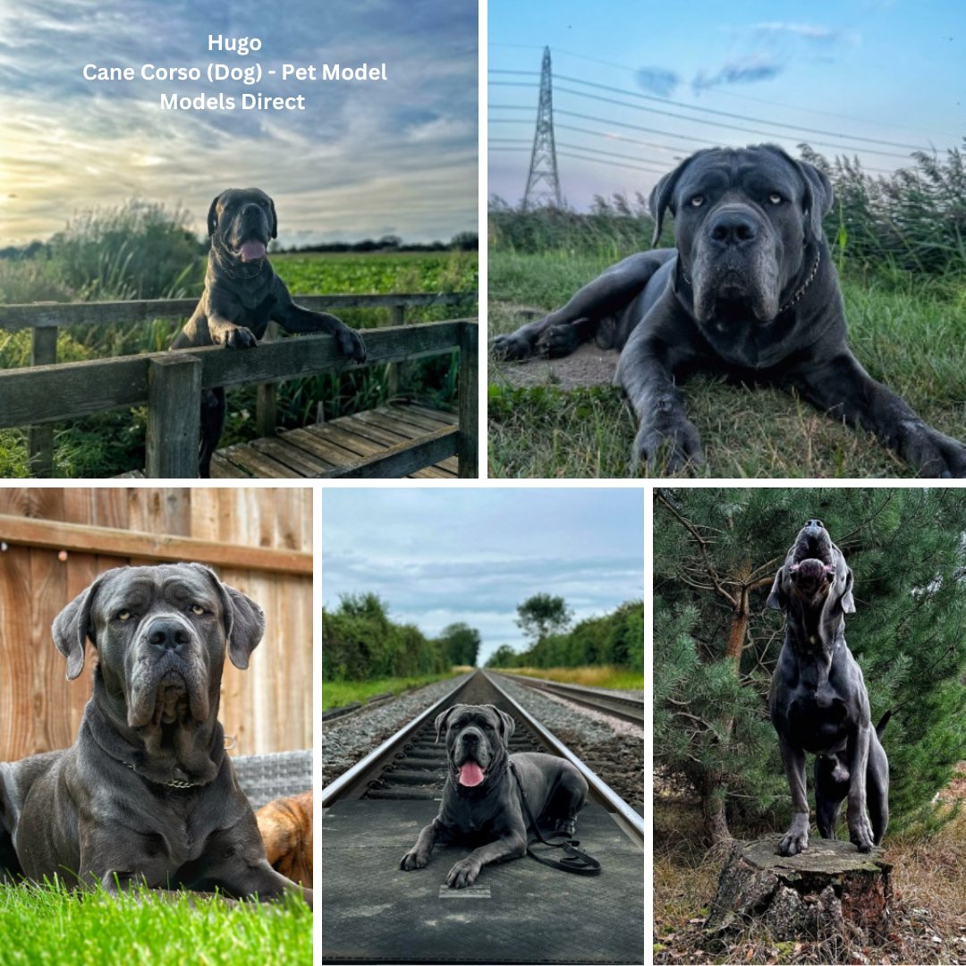 models_direct's tweet image. Our Pet Model Hugo - Cane Corso 

#petmodel #modelling #images #portfolio pets #canecorso #apply #bookamodel