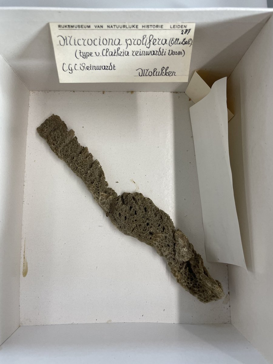 Scrolling through our historical collections is always a treat. A freshwatersponge from 1875 found by Max Weber and the type of the Indonesian sponge Clathria reinwardti collected by Caspar Reinwardt in 1821 #spongethursday