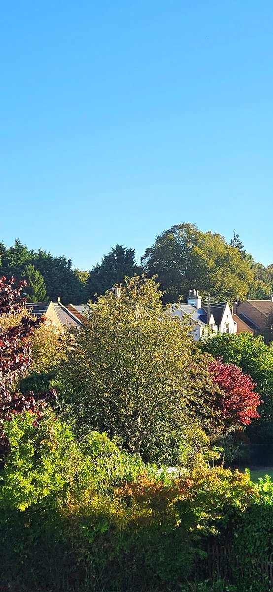Hello from North Yorkshire. Pure. (May need a click.) #BlueSkies #Cloudless #Trees #Yorkshire