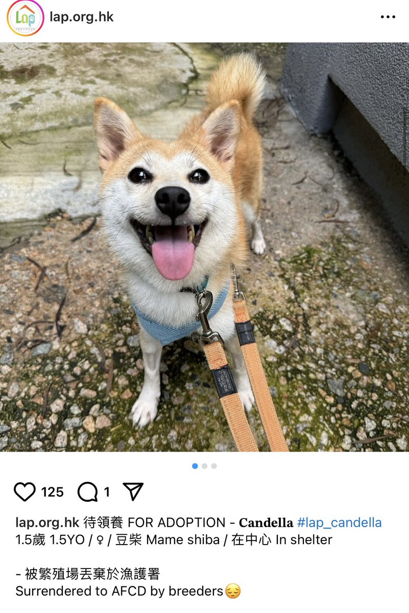 Candella tweet media