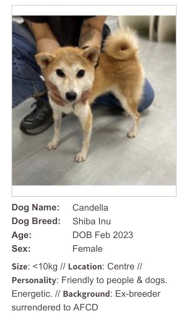 Candella tweet media