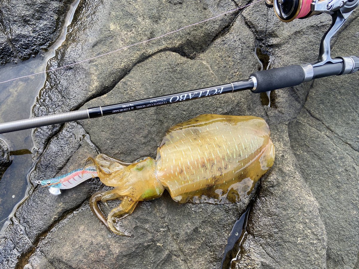 mizunoto0220mi's tweet photo. 日が登ってから拾い釣り。
#fcllabo #uc73t #daiwa #luvias #yamaria #yamashita #ヤマシタ #エギ王live #バトルグリーン #eging #エギング #アオリイカ #三浦半島 https://t.co/fp8lPDAGmR