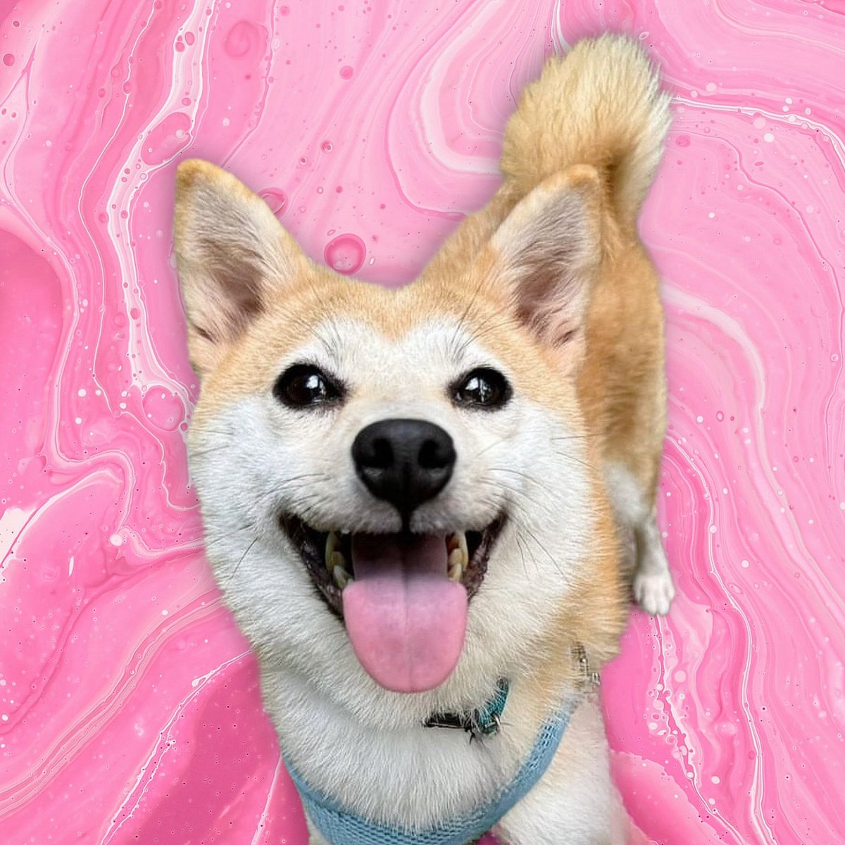 Candella tweet media